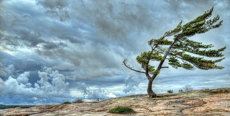 оже да визуализирате идеята за постоянството с едно дърво, което независимо от сезона, бурите и пороите, които минават през него остава здраво и продължава да расте нагоре.
