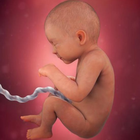 Всички космените фоликули в човешкото тяло се формират по време на петия месец в майчината утроба